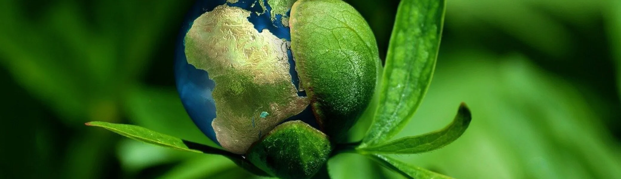 Die Erde in einer Pflanze  | © Pixabay