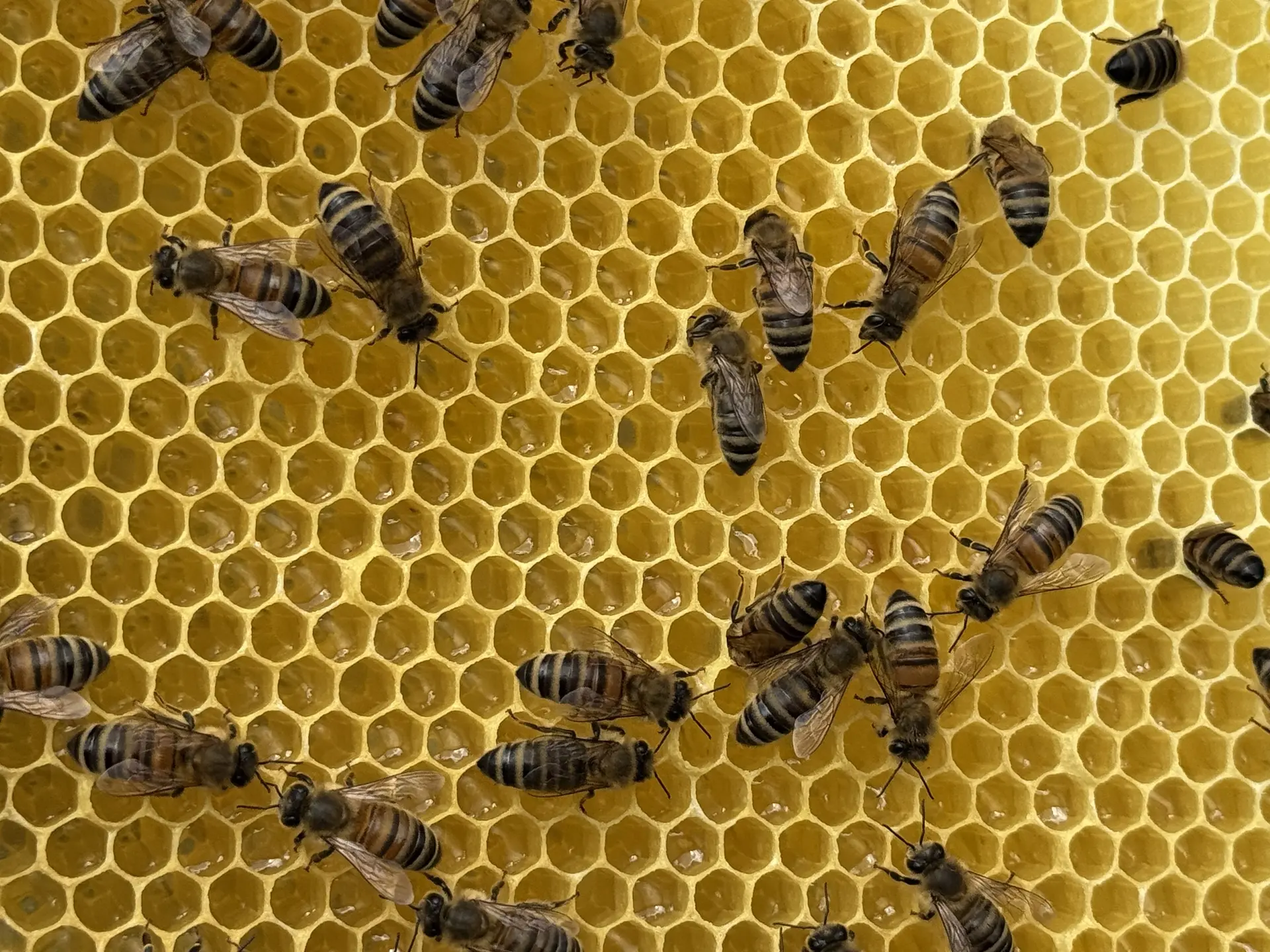 Bienen auf Bienenwarbe | © DAV Bremen