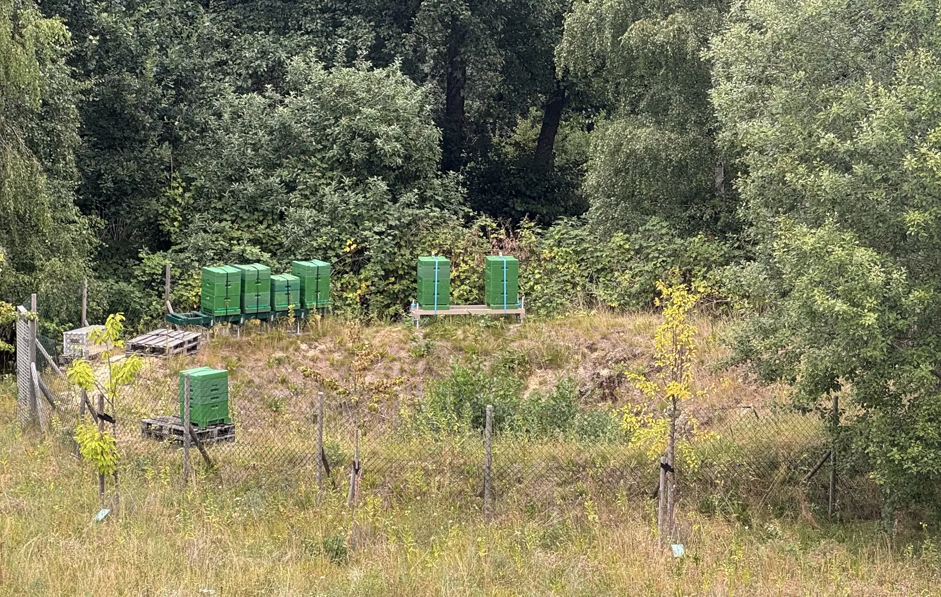 Außenansicht auf Bienenkästen | © DAV Bremen