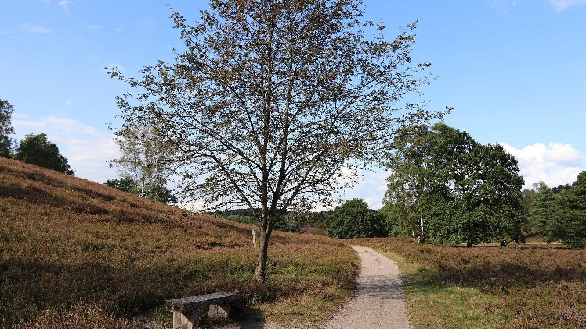 Heide | © Bild von <a href="https://pixabay.com/de/users/powerlee-9506348/?utm_source=link-attribution&utm_medium=referral&utm_campaign=image&utm_content=4575404">PowerLee</a> auf <a href="https://pixabay.com/de//?utm_source=link-attribution&utm_medium=referral&utm_campaign=image&utm_content=4575404">Pixabay</a>
