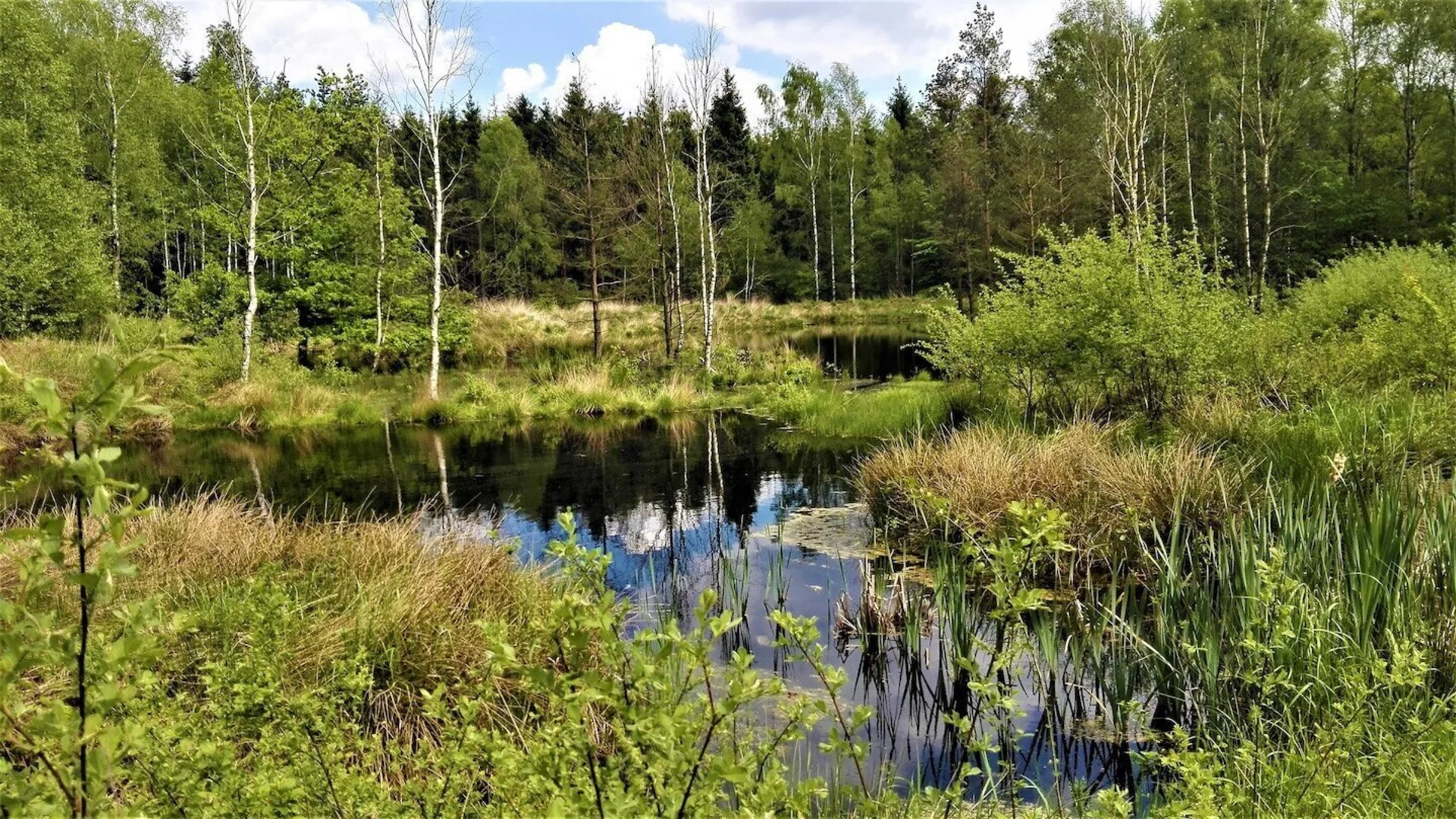 Brammer Moor | © Nordwestnatur