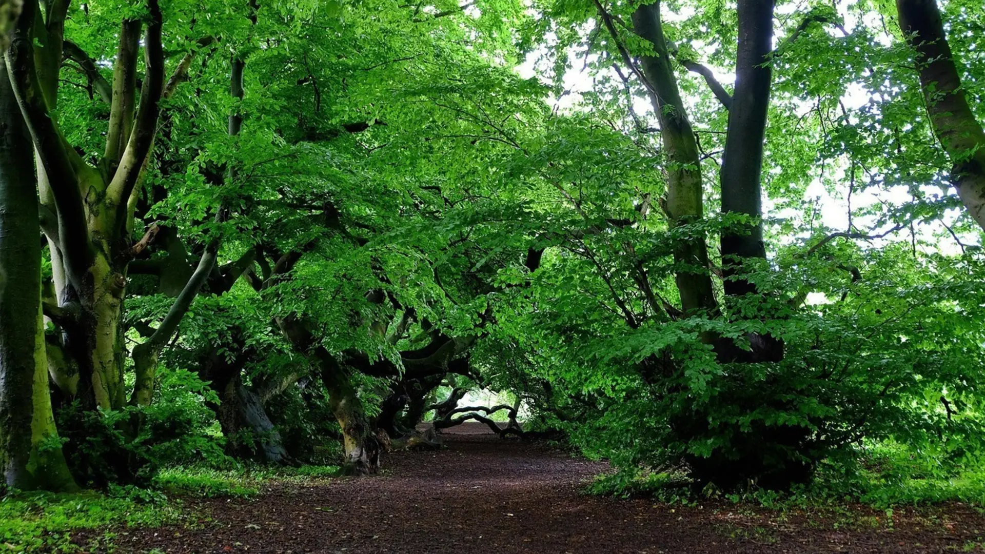 Ein Weg durch einen Wald | © Pixabay