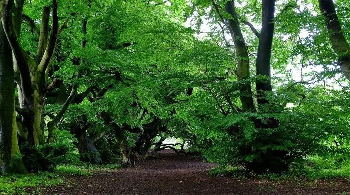 Ein Weg durch einen Wald | © Pixabay