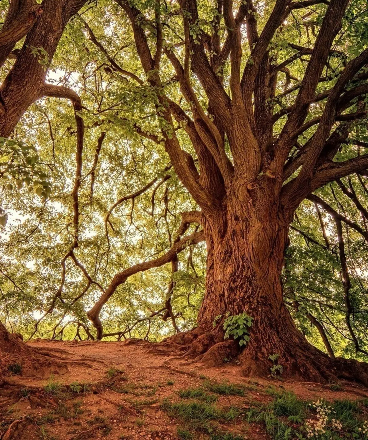 Waldblick | © Pixabay