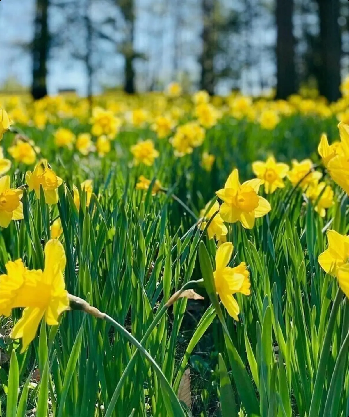 Blick auf ein gelbes Narzissen Feld | © Pixabay