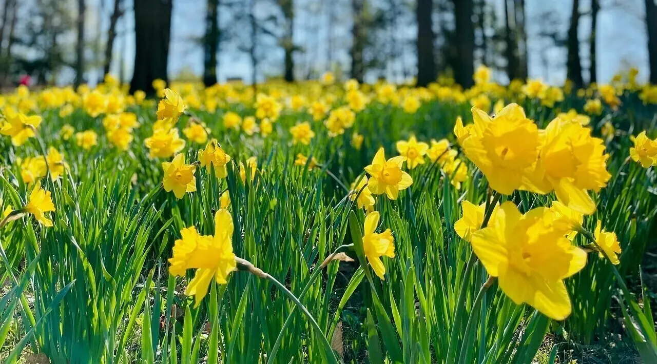 Blick auf ein gelbes Narzissen Feld | © Pixabay