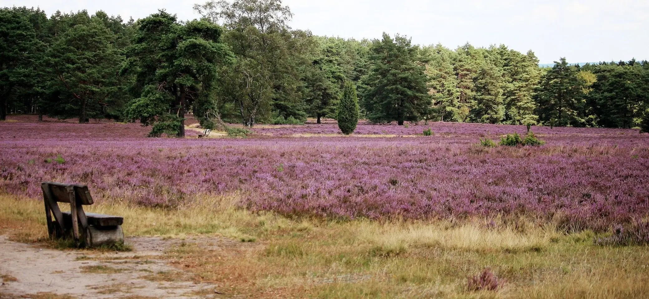 Lüneburger Heide | © Bild von <a href="https://pixabay.com/de/users/hobbyknipse-4658959/?utm_source=link-attribution&utm_medium=referral&utm_campaign=image&utm_content=4411838">Birgit Röhrs</a> auf <a href="https://pixabay.com/de//?utm_source=link-attribution&utm_medium=referral&utm_campaign=image&utm_content=4411838">Pixabay</a>