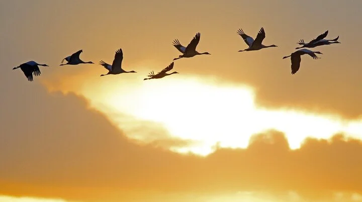 Kraniche im Flug im Sonnenuntergang | © Bild von <a href="https://pixabay.com/de/users/georg_wietschorke-3238642/?utm_source=link-attribution&utm_medium=referral&utm_campaign=image&utm_content=4548448">Georg Wietschorke</a> auf <a href="https://pixabay.com/de//?utm_source=link-attribution&utm_medium=referral&utm_campaign=image&utm_content=4548448">Pixabay</a>