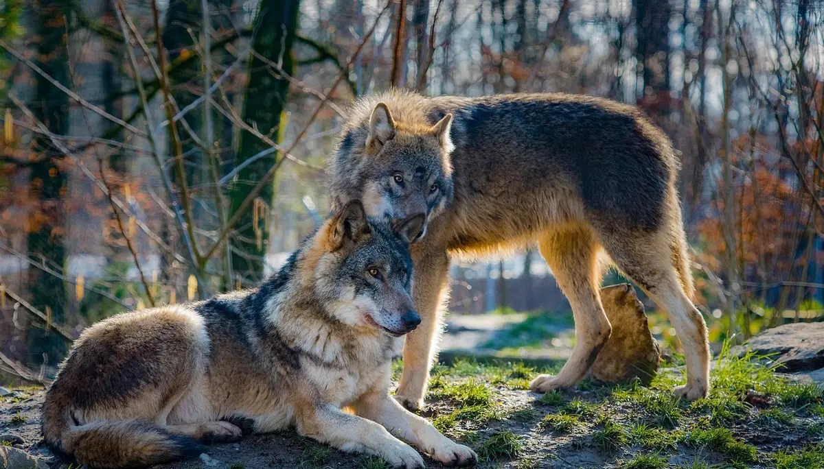 Zwei Wölfe im Wald | © Pixabay