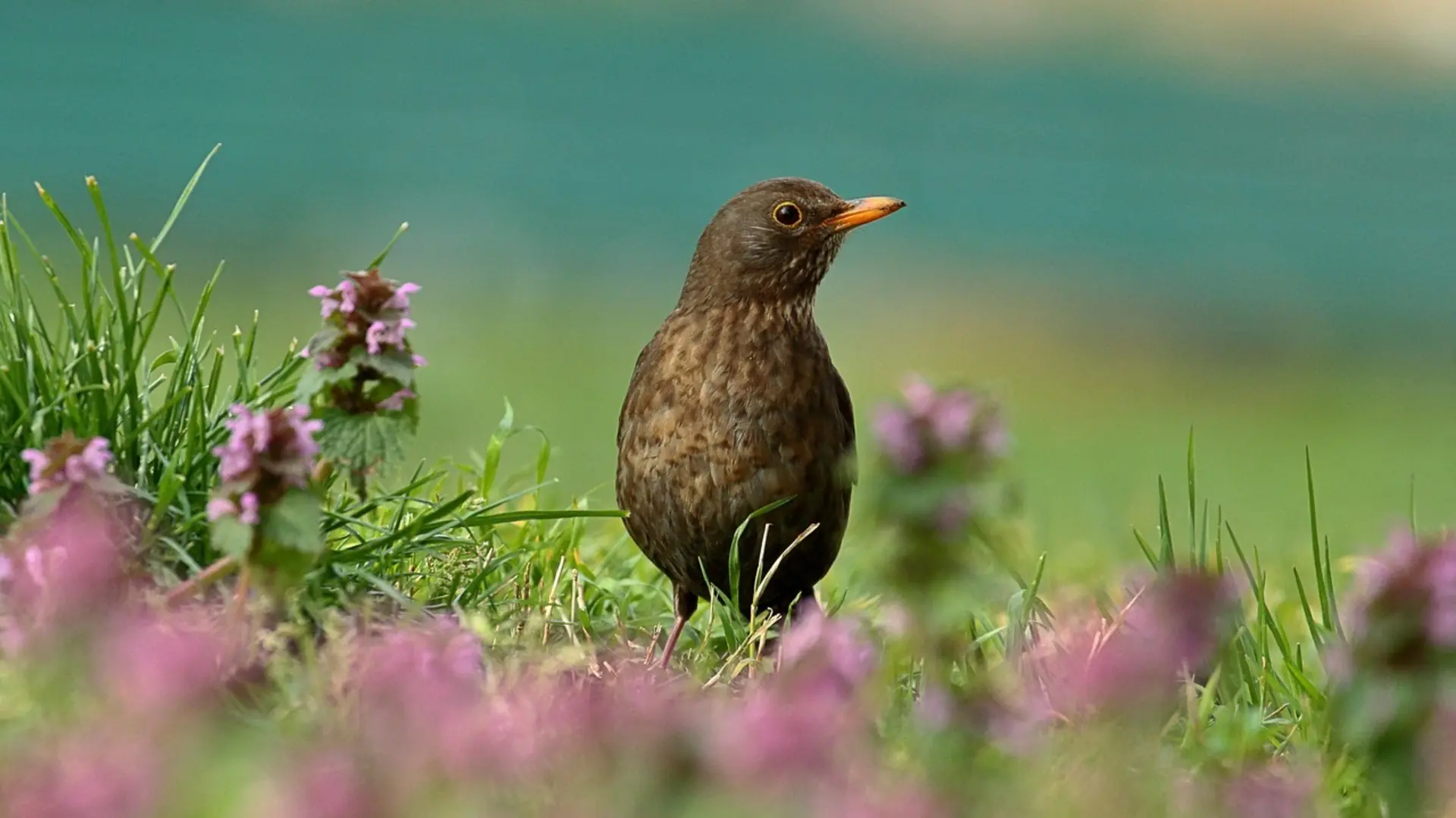 Eine Amsel zwischen Salbeiblättern | © Pixabay