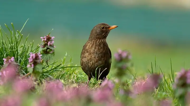 Eine Amsel zwischen Salbeiblättern | © Pixabay