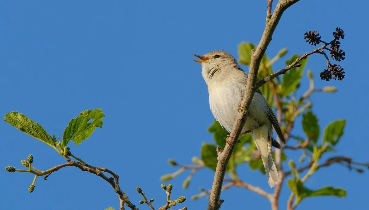 Ein Zipzalp singend auf einem Ast | © Pixabay