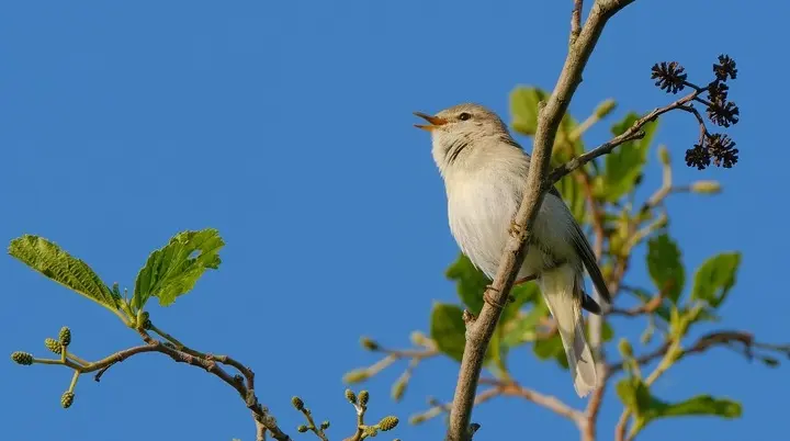 Ein Zipzalp singend auf einem Ast | © Pixabay