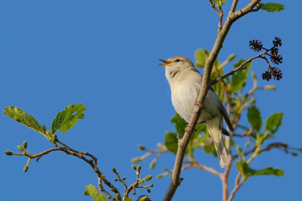 Ein Zipzalp singend auf einem Ast | © Pixabay