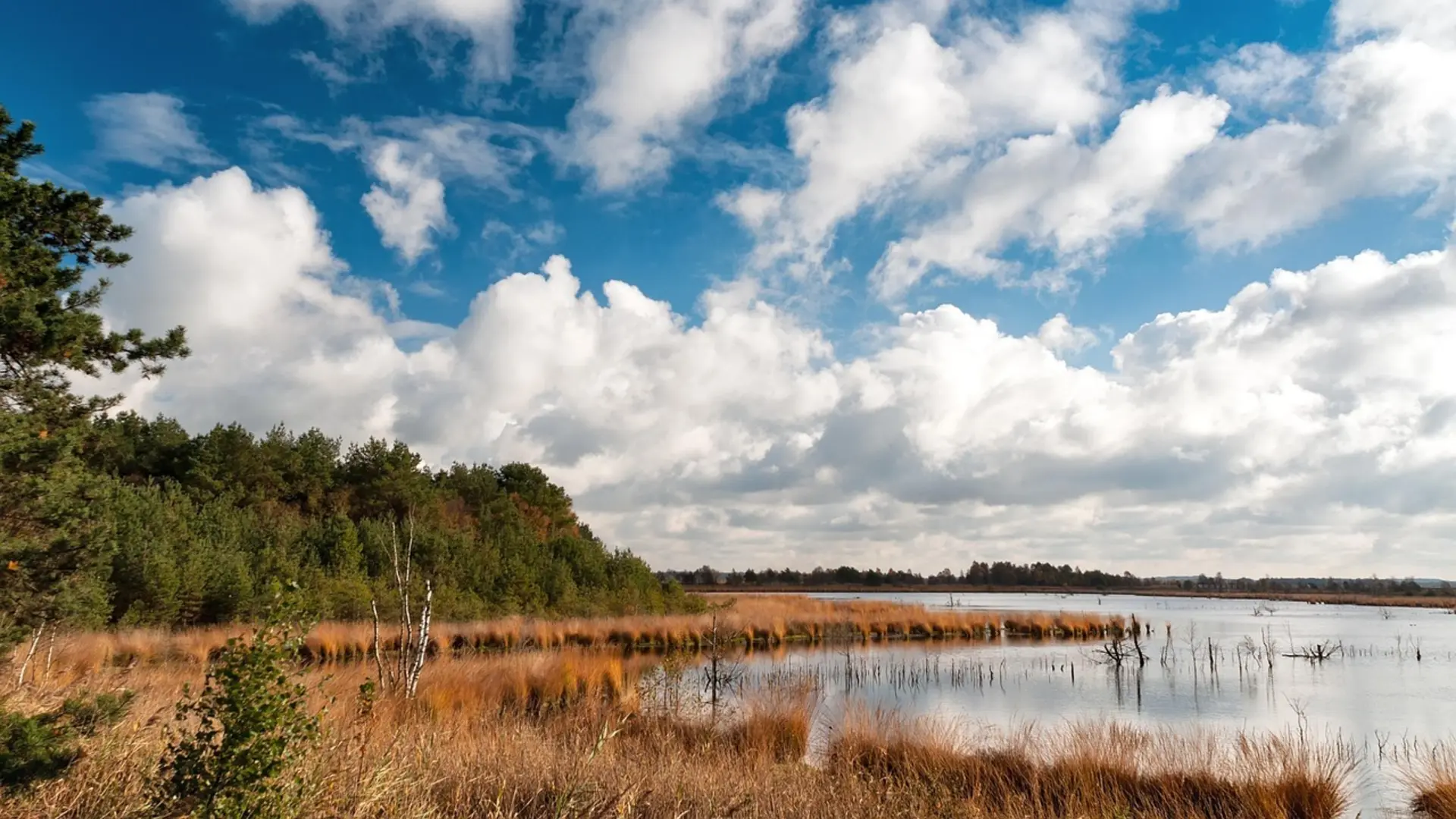 Landschaft mit Moor, Gräser und Bäumen | © Pixabay