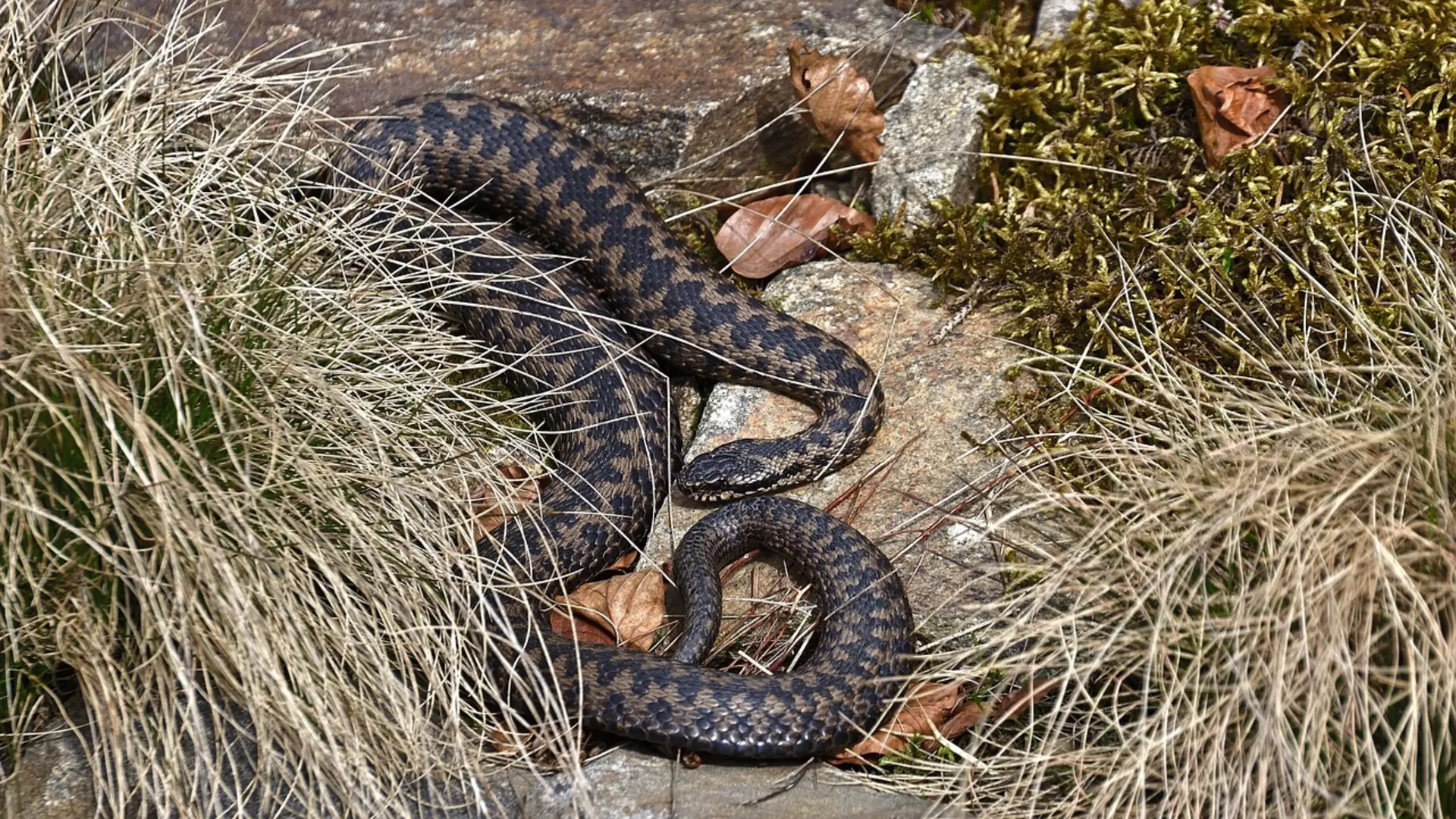 Eine Kreuzotter liegt auf einem Stein | © Pixabay