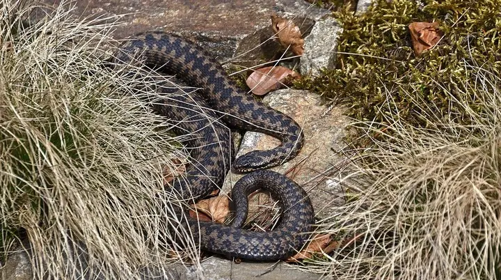 Eine Kreuzotter liegt auf einem Stein | © Pixabay